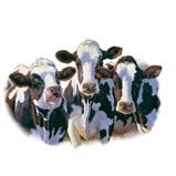 Dairy Queens~cows Womens Scoop Neck T-Shirt