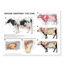 Bovine Anatomy: The Cow Anatomical Chart