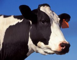 Holstein Cow (Close-Up) Art Poster Print - 13' X 19'