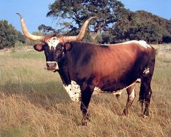Texas Cow Longhorn Steer Cattle Cowboy Western Rodeo Animal Picture Art Print