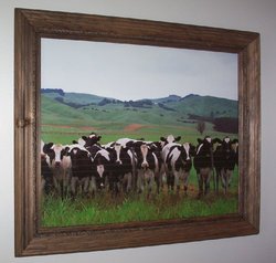 Holstein Cows Picture Print in Rope-trimmed Pine Wood Frame