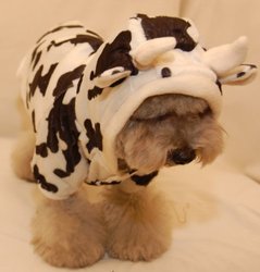Milk Cow Costume M Size (Medium) for Pets and Dogs 5-10 lbs FREE SHIPPING USA