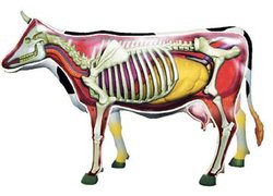 Bitz Cow Model