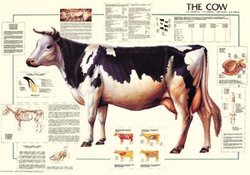 The Cow Poster (#48)