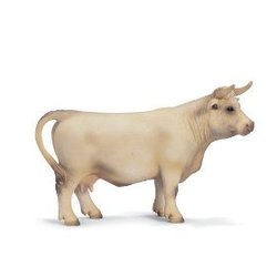 charolais cow